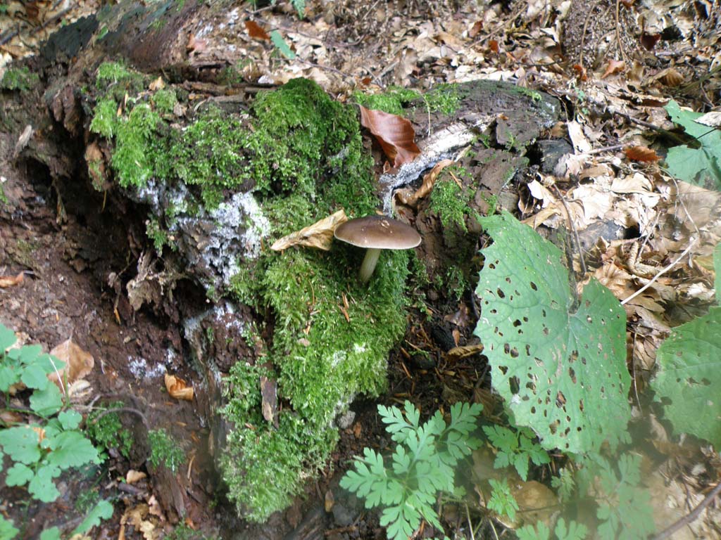 Foresta di Campigna